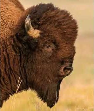 Bison Bellow 🐃 🔊