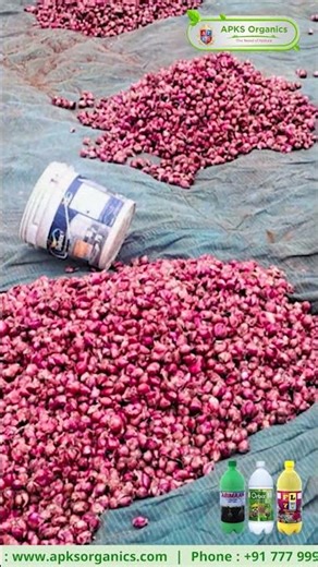 [ TELUGU ] Madurai Onion Farmer Mr. Jayapandiyan Shares His Amazing Results!