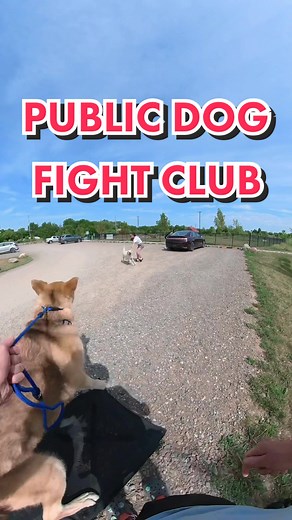 A dog almost ran into the road right before this too… Why are these people not leashing their untrained dogs 🤦🏼‍♂️ #publicdogfightclub #dogpark #dogparkdrama #balanceddogtraining #limatraining #rplusdogtraining #dogreactivity