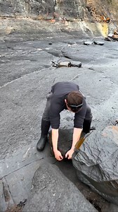 Ammonites were once as common as fish in the sea 🐟🦑 Now, finding one preserved in stone is like stumbling on ancient treasure 💎 For ammonite rocks to crack open, please visit our official online store yorkshirefossils.NET (link in bio) or message directly on Instagram @yorkshire.fossils 🦕 For more videos, check our YouTube / TikTok! 🏝 Thanks for supporting our page! 🐊 #natural #nature #fossil #fossils #ancient #animals #art #fblifestyle #ammonite #ammonites #dinosaur #scientist #minerals #