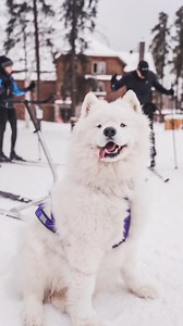 105K views · 2K reactions | ️ In Québec, every snowfall is Mother...