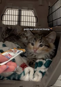 Spicy Shelter Kittens Day 4: Orange’s Big Moment