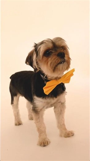 The Ultimate Dog Fashion Show! 🐶👔 | Cute Puppy Outfits