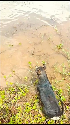 water hunting dogs, chase hunt, dog barking, dog #puppy #zoo #huntingdogs #shorts #barkingdog #fun