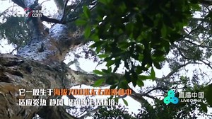 坡垒：我国珍贵用材树种之一