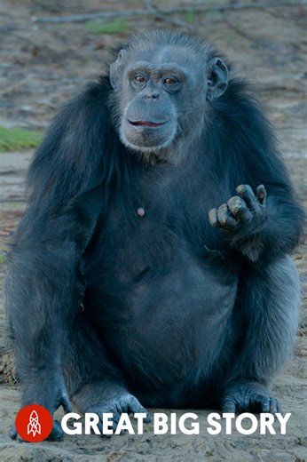 Chimp Haven, a sanctuary for retired research chimps