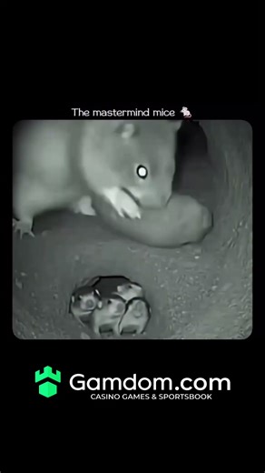 Great Wholesome Clips on Instagram: "The Omnitrix is a powerful and iconic device from the Ben 10 animated series, created by the character Azmuth, an alien scientist of the Galvan species.Originally intended as a way to foster peace and understanding across different alien species, the Omnitrix is a watch-like device that allows its user to transform into various alien beings by reconfiguring their DNA. Each alien transformation offers unique powers and abilities, granting its wearer access to 