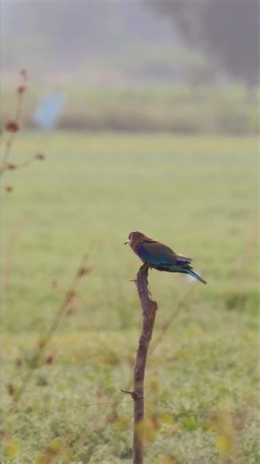 Imágenes de aves y melodía de piano