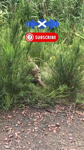 Scottish ASMR Day 6 - Full Video ⬆️ #asmr #scotland #nature