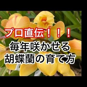 Just do this and your Phalaenopsis orchid will bloom every year! Very easy care method