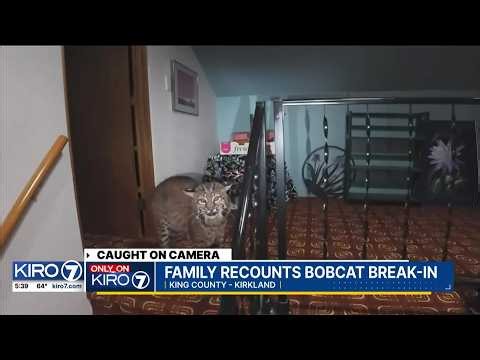 Kirkland woman describes encounter with Bobcat inside her home