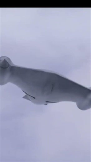 Air Jet Blast During Landing || Powerful Aircraft Moment