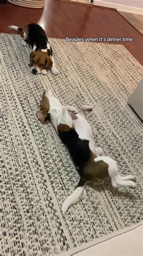 Understanding Beagle Behavior: Dinner Time Stare Downs