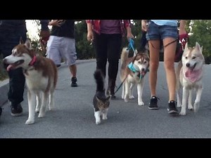 5 Month Old Kitten Rosie Walks With Her Husky Pack!