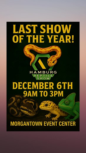 ⏳ FINAL SHOW OF 2025 — DON’T MISS IT! The Hamburg Reptile Show is back for the last show of the year on December 6th from 9AM–3PM at the Morgantown Event Center! 🐍🦎🐢 Shop reptiles, feeders, supplies, enclosures, merch, & more from trusted vendors — perfect timing for your next winter project or new addition! 📍 Morgantown Event Center — December 6th | 9AM–3PM Tag who’s rolling with you 👇 🎞️ 🎥 - video by @thecoldbloodedcollective #ReptileExpo #HamburgReptileShow #MorgantownPA #ReptileCommun