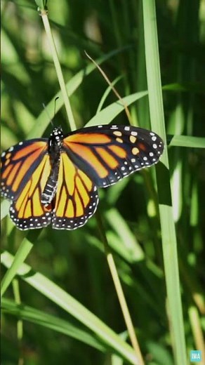 Monarch Butterfly Migration Facts 🦋