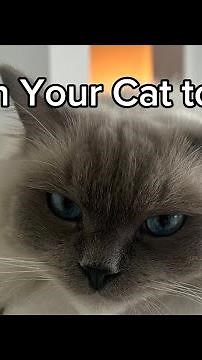 How to Teach Your Cat to Talk | Pet Talking Buttons