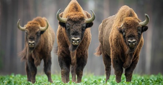 European Bison vs American Bison: 4 Key Differences Explained