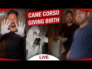 Cane Corso Giving Birth | How To Deliver Puppies | Essential Breeding Tips