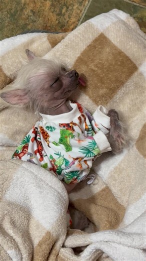 Understanding Chinese Crested Hairless Dogs