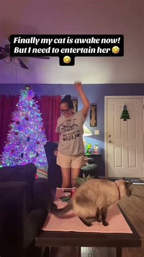 My Mom entertained my Catv😜 #cat