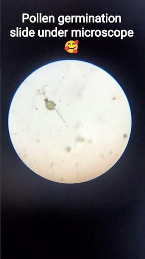 pollen germination practical class 12 perfect slide observation under microscope 🔬 🔬🔬🔬