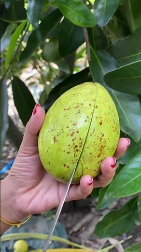 Avocado Fruit #avocado