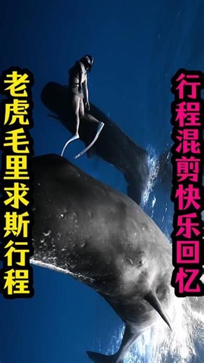 毛里求斯行程客人混剪｜最好的回忆收集成册 #毛里求斯 #毛里求斯追鲸 #自由潜水 #毛里求斯旅行 #抖音旅行推荐官