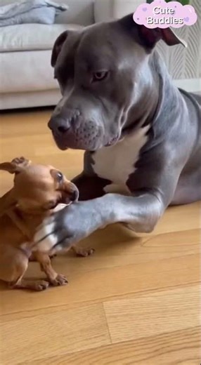 Please Shut up Chihuahua | #cutevideo #cuteanimals #cutemoments