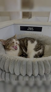 Jaguar is our barn manager at the “South Barn.” #fluffyfeatherfarm #barnmanager #cat #barncat #manager Are you enjoying our videos? For more behind the scenes and longer format videos become a Subscriber on Instagram or Facebook today! Hit the “Subscribe” button on our profile and start a 14 free trial! Benefits include…. * “Behind the Scenes” clips* Advance access to Announcements* Exclusive Videos & Pictures* 25% Discount on Merchandise* First Look at new Merchandise* Family and Lifestyle Acce