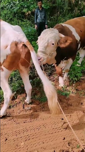 Daily life diary of a rural cattle farmer #94