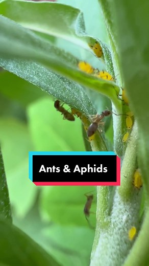 Understanding the Ants and Aphids Relationship