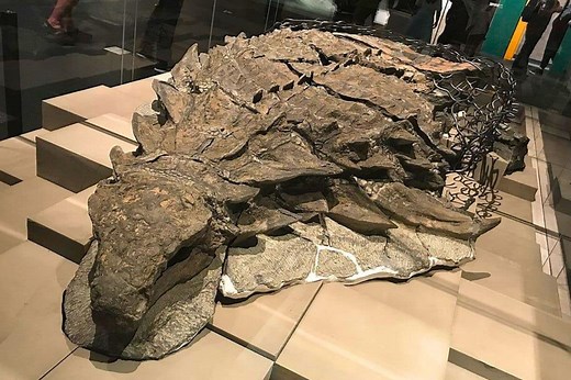 The best-preserved “dinosaur mummy” ever found is leaving scientists amazed - Futura-Sciences