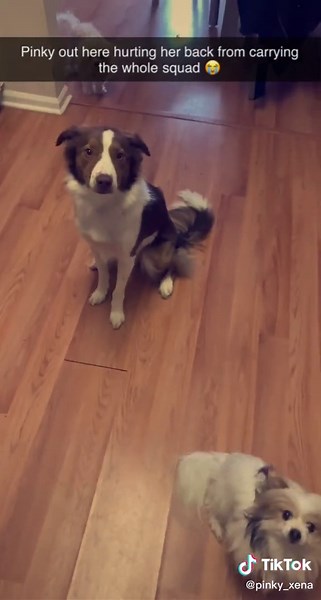 Effective Dog Training Tricks for Your Pet