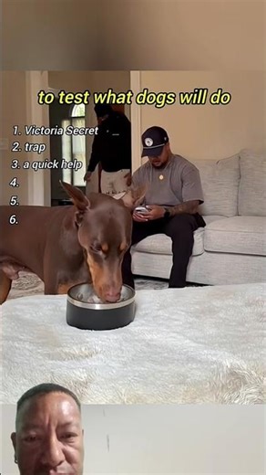 Best Dog Compilation, what will their reaction be? #thebest #dogshorts #dogsofyoutube #funnymomentes