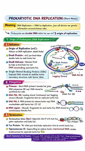 prokaryotic DNA replication short notes 🧬