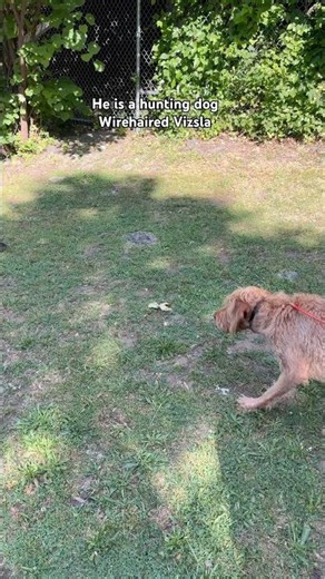 Hunting dog. Wirehaired Vizsla 🐾 #huntingdog #dog #vizsla #nj