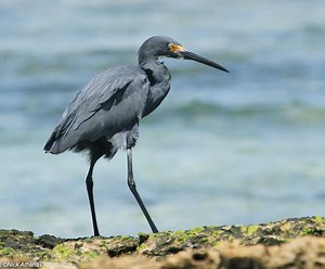 Dimorphic egret - Alchetron, The Free Social Encyclopedia