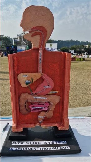 Digestive system model ( a journey through gut ) #schoolproject #sciencemodel #digestivesystem