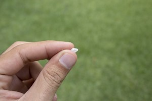 How To Apply Gypsum To Lawn - LoveMyLawn.net