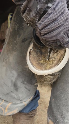 181K views · 1.1K reactions | This Bosch 12V mini angle grinder sounds like a pissed off Murder Hornet. But I'm changing my mind about them.... with Louise Yendell #jimapplehoofcare #iapffarrier #hoofcare #continuingeducation Tools and Accessories #murderhornet | Jim Apple Apf-i | Facebook