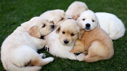 Puppies spread the Campylobacter outbreak across 18 states: What you need to know