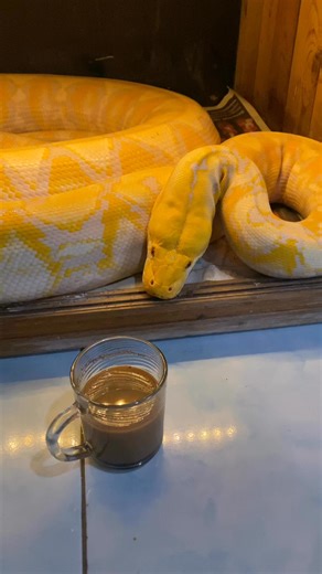 4.5K views · 71 reactions | Embul makin montok, semok & bahenol  | Mang Aif | Facebook