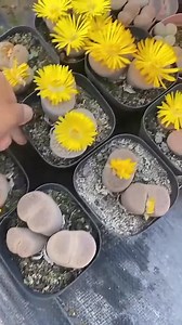 Beautiful cacti I love them so much #cactus #cactuslover #cactusthailand #kaktusy #cactusclub #cactusflower #cactusandsucculents | Real Plant Species