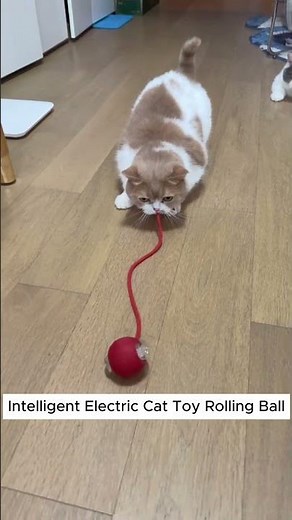 The Best Way to Keep Your Cat Active – Rolling Ball Toy in Action!