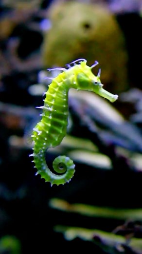 Sea Horse 🌊 How Do They Move in Water? #SeaHorse #MarineLife #OceanWonders #SeahorseMagic #UnderwaterMysteries | 1 Minute Animals