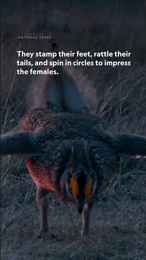 Male sharp-tailed grouse gather to dance for love 🐦💃 #AmericasNationalParks #NatGeoAnimals