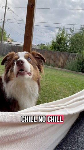 An Aussie EDM remix 🪩✨#dogsofinstagram #aussiesofinstagram #australianshepherd #doglover #doglife #dogsofinstagram #aussie | Tebow The Mini Aussie