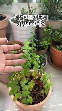 애플민트 이렇게 키우면 안되요 애플민트 잘키울수 있는 방법 꿀팁#applemint#herbs #허브잘키우기