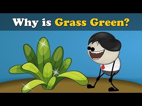 Why is Grass Green? + more videos | #aumsum #kids #science #education #children